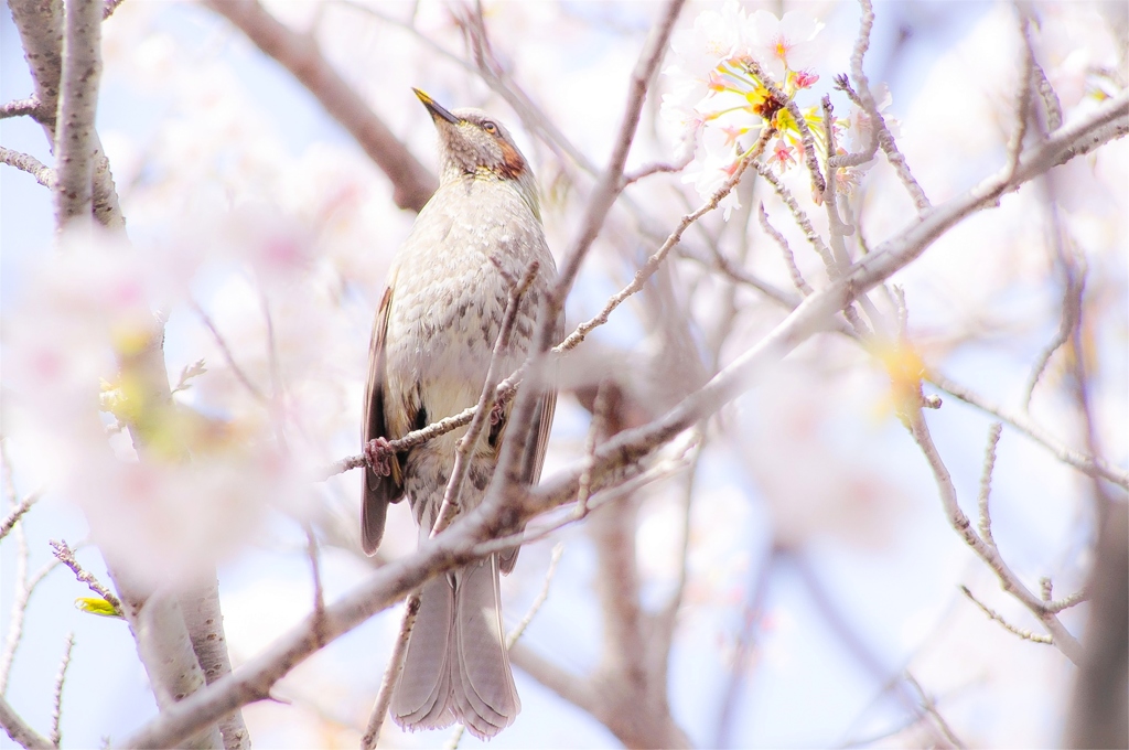 桜×ヒヨドリ