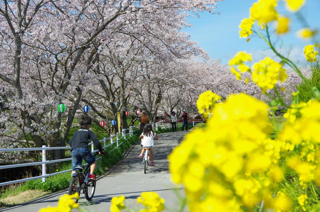 千本桜のあるまち Ⅲ