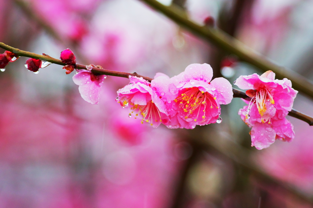 春雨に濡れる梅花