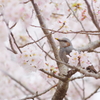 桜×ヒヨドリ Ⅱ