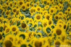 Shining sunflower Ⅳ