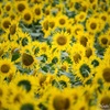 Shining sunflower Ⅳ