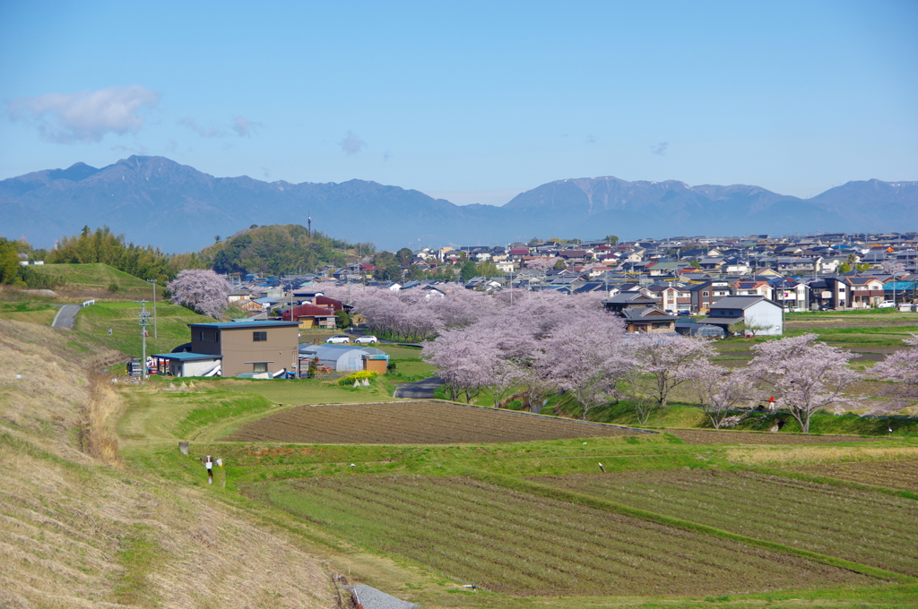 千本桜のあるまち