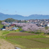 千本桜のあるまち