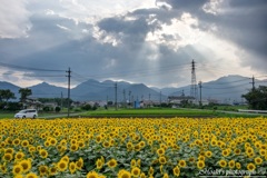 Shining sunflower Ⅵ