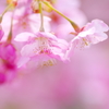 春色 Ⅱ