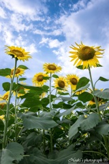 Shining sunflower Ⅲ