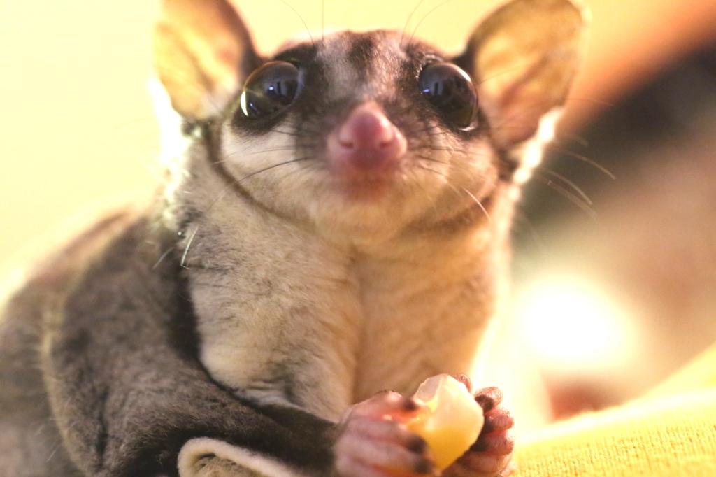 コーン食べるよ～。