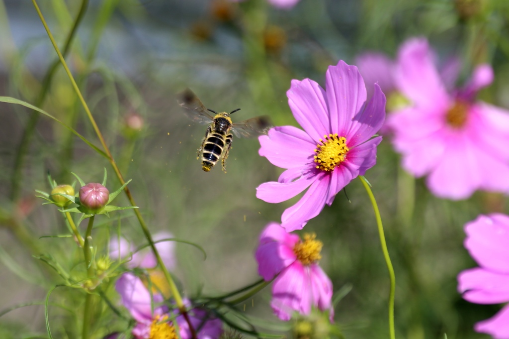 花粉をまき散らしながら蜜集め。