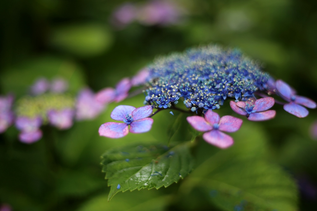 満開　紫陽花