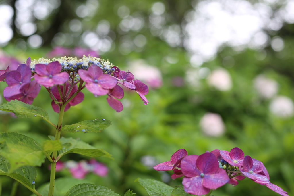 紫陽花