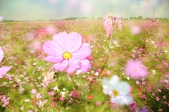 綺麗に咲くもの枯れるもの