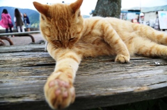 メンテナンス中