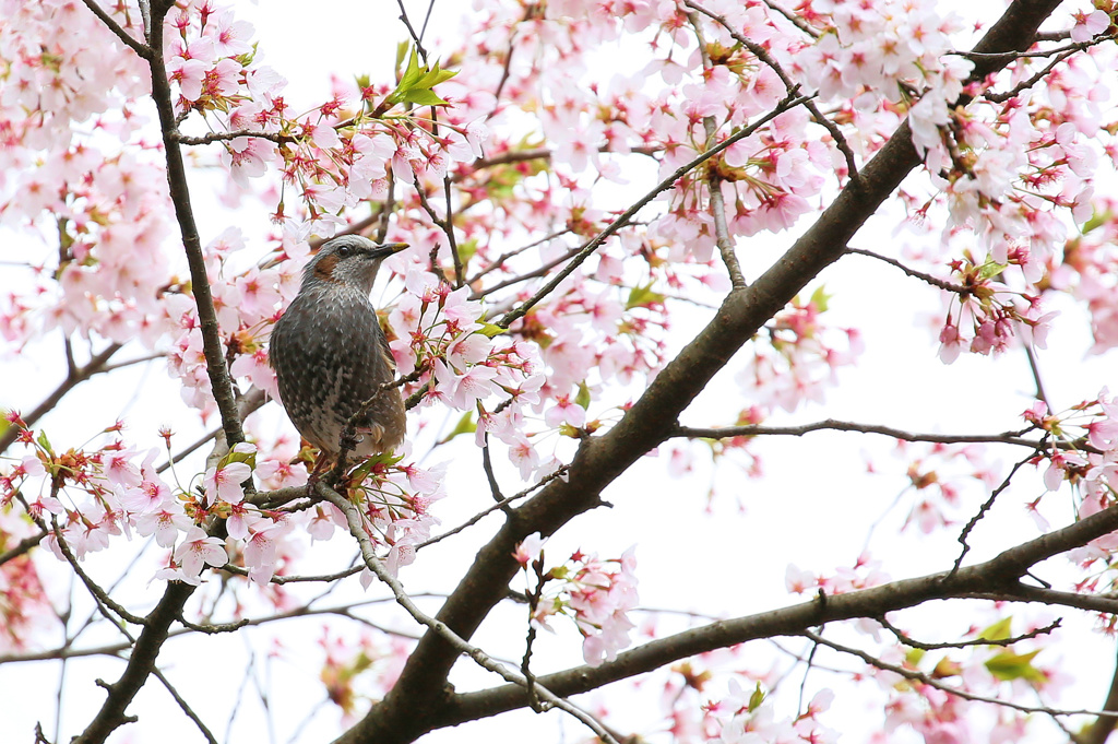 ヒヨドリと桜