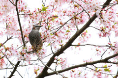 ヒヨドリと桜