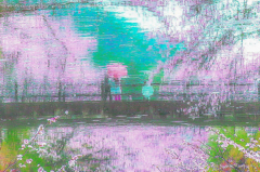 桜雨