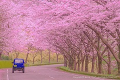 Cherry　Blossom