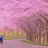 Cherry　Blossom