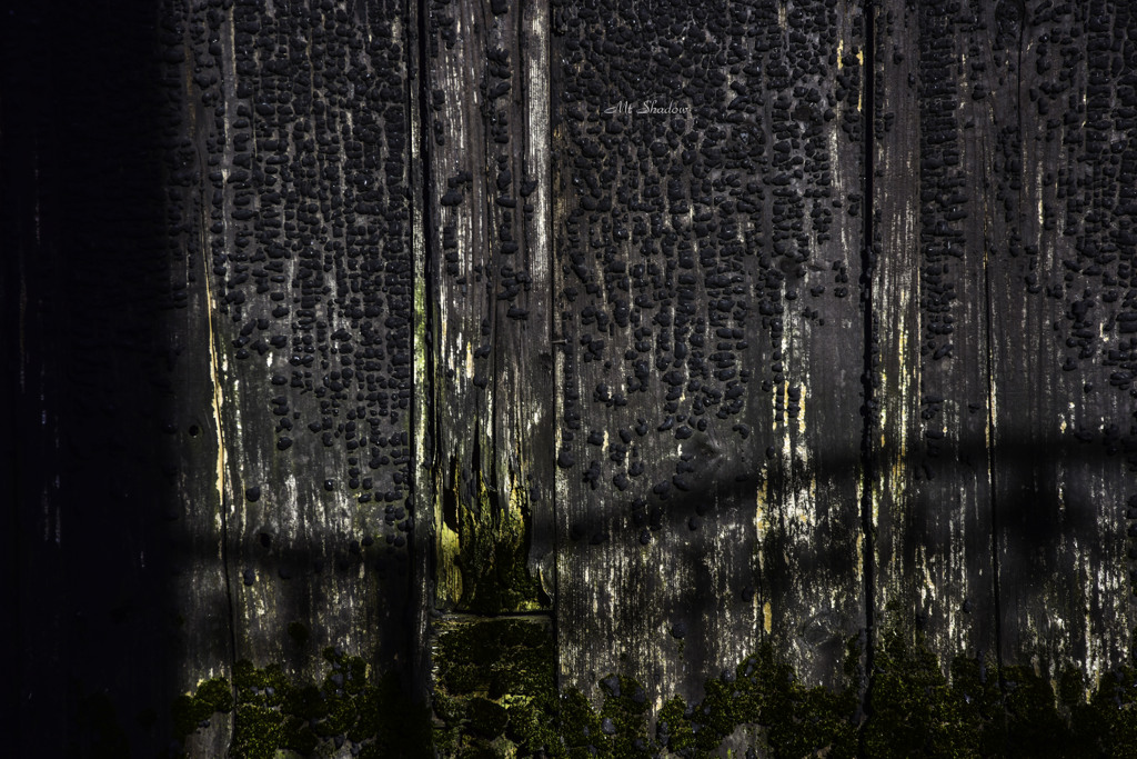 死んだ筈だよお富さん　（SOC-022）