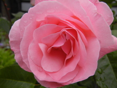 薔薇　（APE-540.）