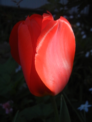 赤い花　　（APE-1025.）