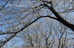 APE-030 　「桜花＆富士山」