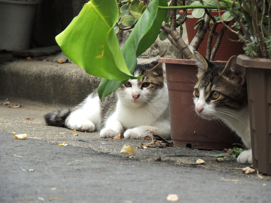 兄弟な子猫