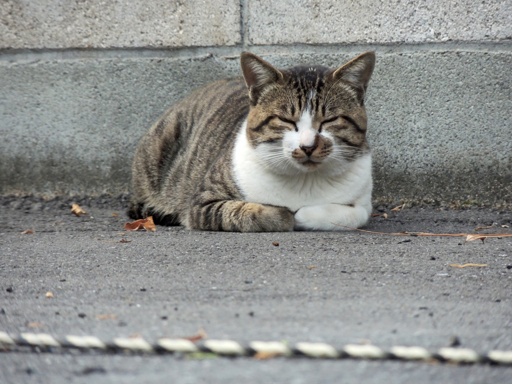 ねむねむ