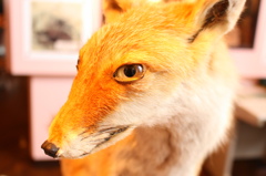 キツネ