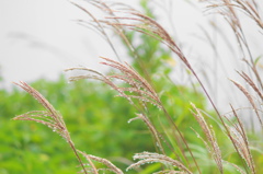 雨のしずくで着飾って