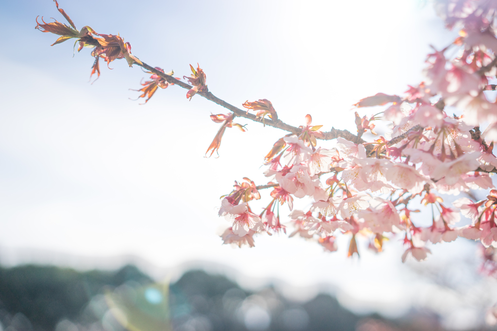 桜咲く季節