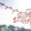 桜咲く季節