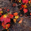 The Late Autumn #2