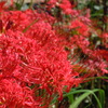 彼岸の花束Ⅱ