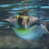海を飛ぶ