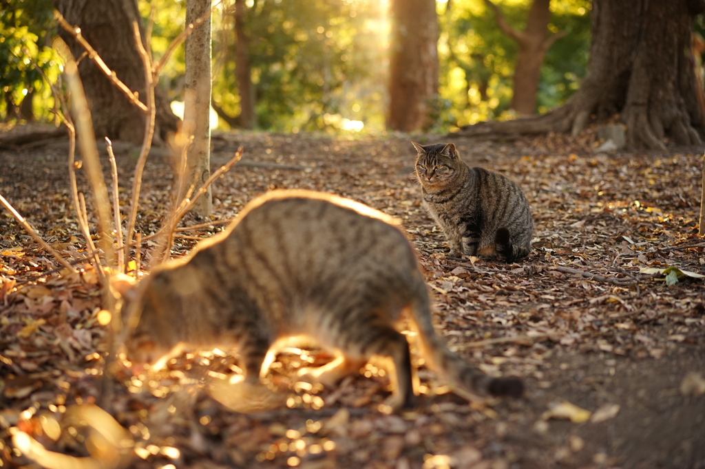 夕刻の猫空間