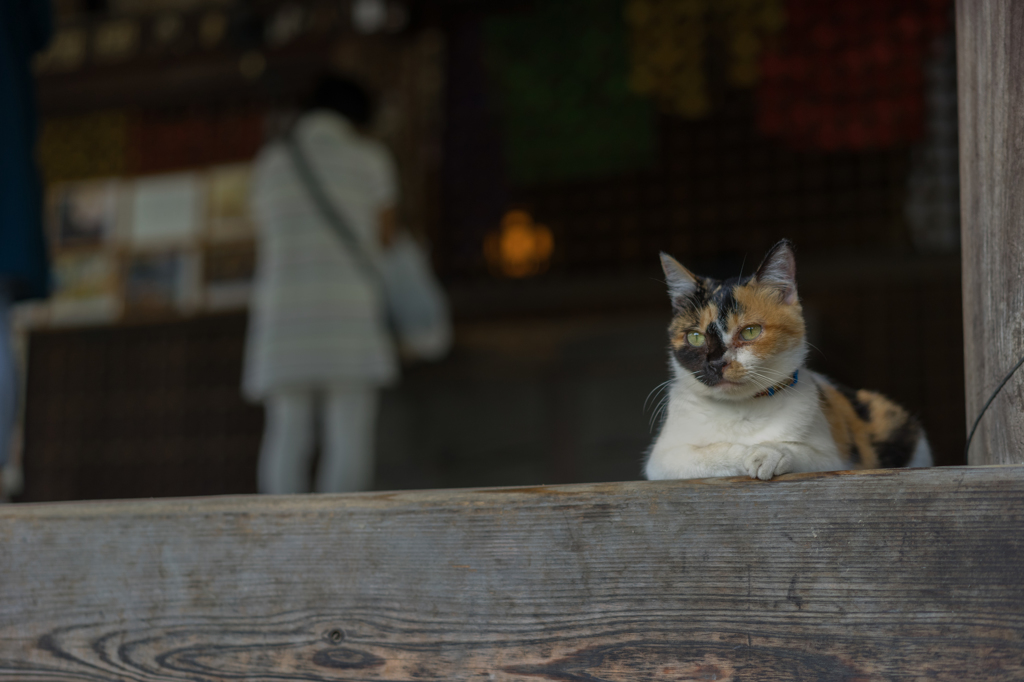寺務猫