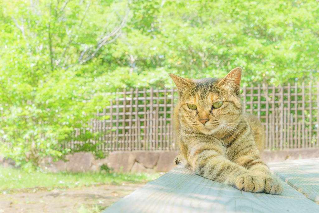 のんびり猫