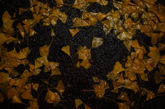 The fallen leaves