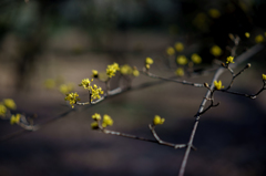 咲き始めた山茱萸の花