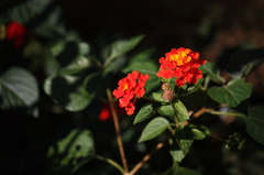 庭ノ花