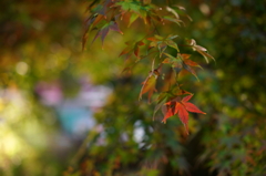 上野徳大寺にて