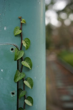 The ivy