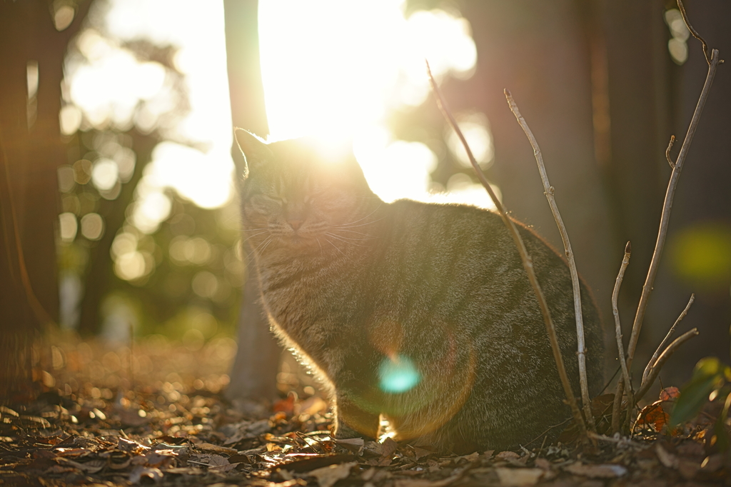 Cat in the light