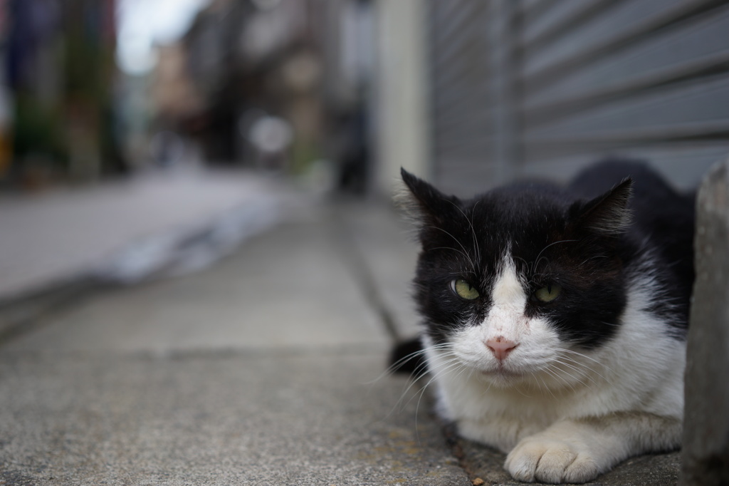 路地猫