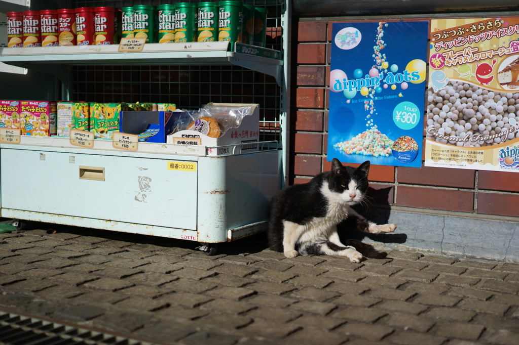 店先に猫のいる光景