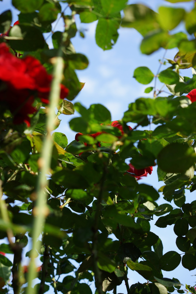 薔薇の森から見上げた空