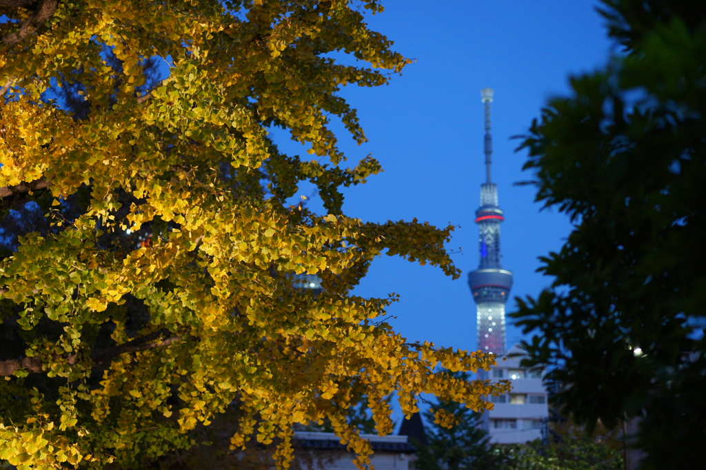 浅草銀杏の秋化粧