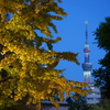 浅草銀杏の秋化粧