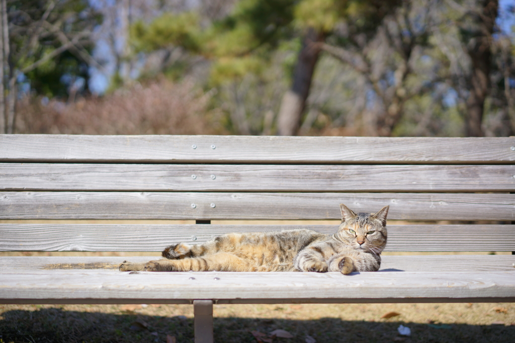 猫とベンチ